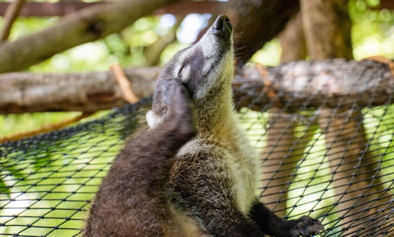 Aktif di Siang Hari dan Penyerbuk Alami, Coati Hidung Putih Punya Peran yang Tak Biasa