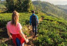 6 Prompt Gemini AI di Ladang Teh, Hasil Foto Bisa Terlihat Dramatis Tanpa Kehilangan Natural
