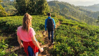 6 Prompt Gemini AI di Ladang Teh, Hasil Foto Bisa Terlihat Dramatis Tanpa Kehilangan Natural