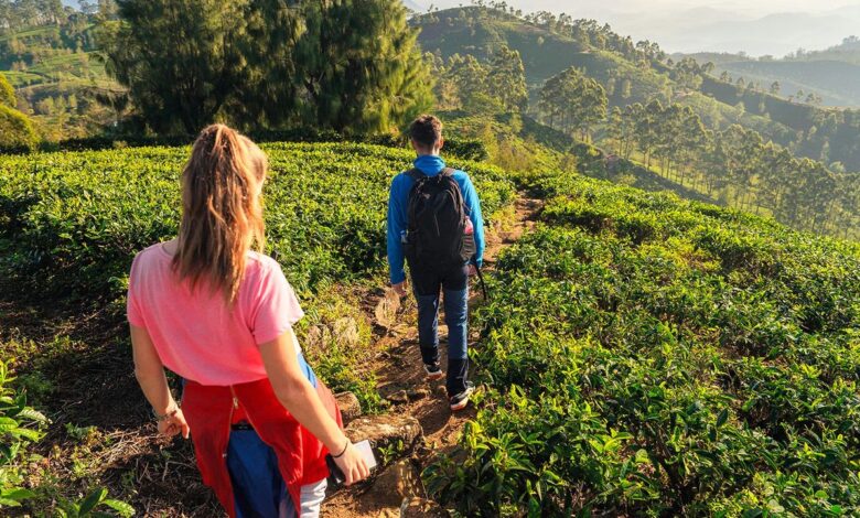 6 Prompt Gemini AI di Ladang Teh, Hasil Foto Bisa Terlihat Dramatis Tanpa Kehilangan Natural