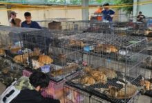 Ratusan Kucing Diselamatkan dari Sindikat Daging Kucing di Ho Chi Minh