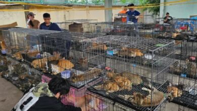 Ratusan Kucing Diselamatkan dari Sindikat Daging Kucing di Ho Chi Minh