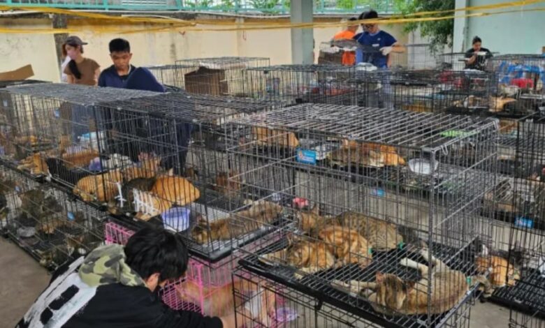 Ratusan Kucing Diselamatkan dari Sindikat Daging Kucing di Ho Chi Minh