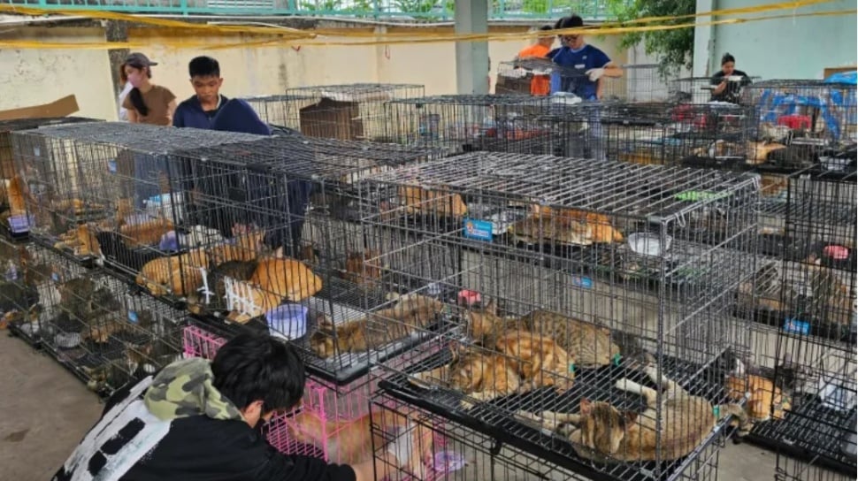 Ratusan Kucing Diselamatkan dari Sindikat Daging Kucing di Ho Chi Minh