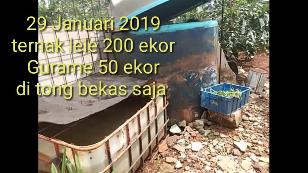 Modal Lebih Ringan, Gurame di Tandon Bekas Ternyata Bisa Tumbuh Optimal