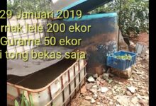 Modal Lebih Ringan, Gurame di Tandon Bekas Ternyata Bisa Tumbuh Optimal