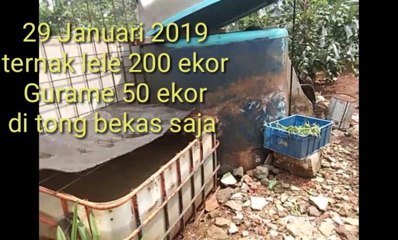 Modal Lebih Ringan, Gurame di Tandon Bekas Ternyata Bisa Tumbuh Optimal