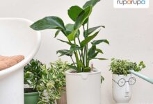 6 Tanaman Outdoor yang Cantik dan Diyakini Membawa Rezeki ke Depan Rumah