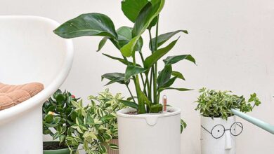 6 Tanaman Outdoor yang Cantik dan Diyakini Membawa Rezeki ke Depan Rumah