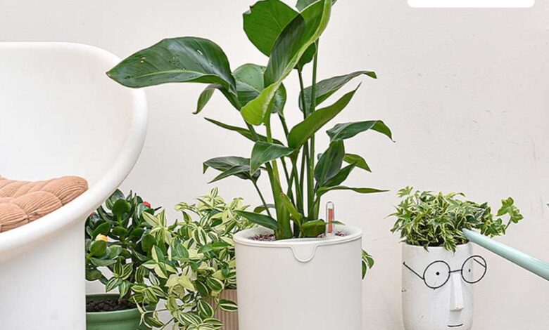 6 Tanaman Outdoor yang Cantik dan Diyakini Membawa Rezeki ke Depan Rumah
