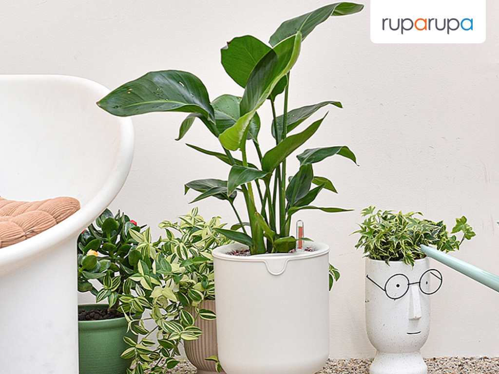 6 Tanaman Outdoor yang Cantik dan Diyakini Membawa Rezeki ke Depan Rumah