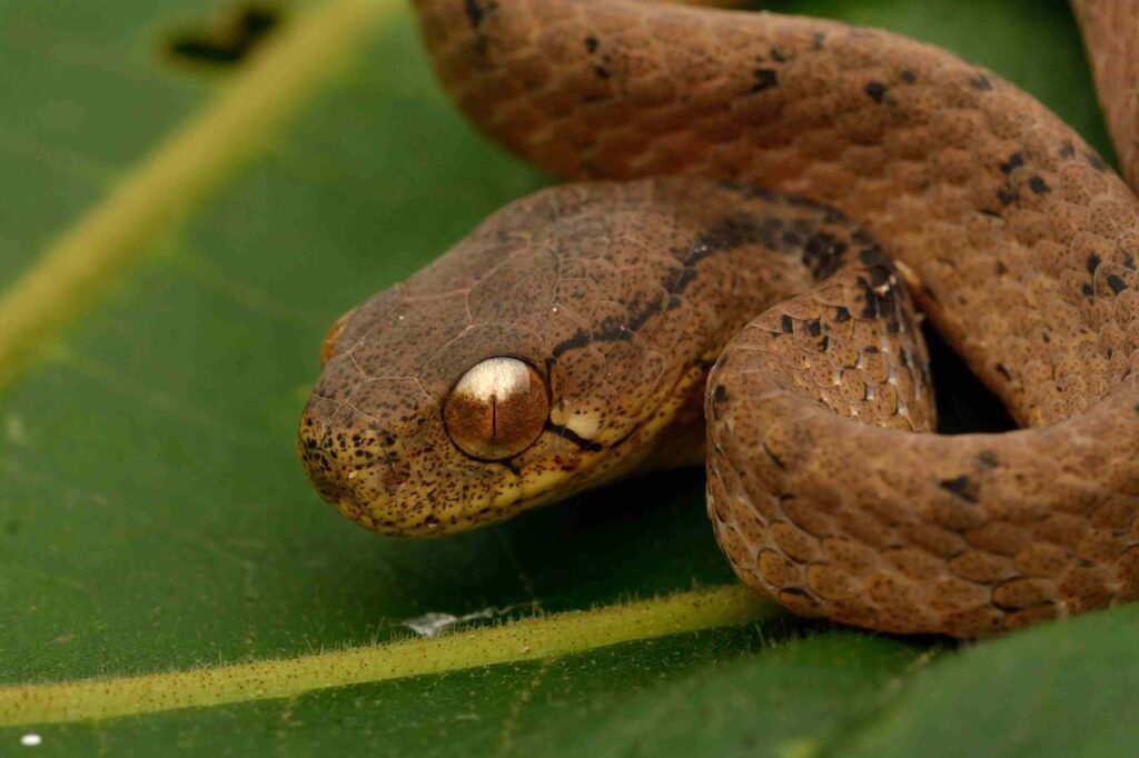7 Ular Pemakan Siput dengan Rahang Aneh, Sebagian Hampir Tak Bisa Makan Lain