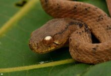 7 Ular Pemakan Siput dengan Rahang Aneh, Sebagian Hampir Tak Bisa Makan Lain