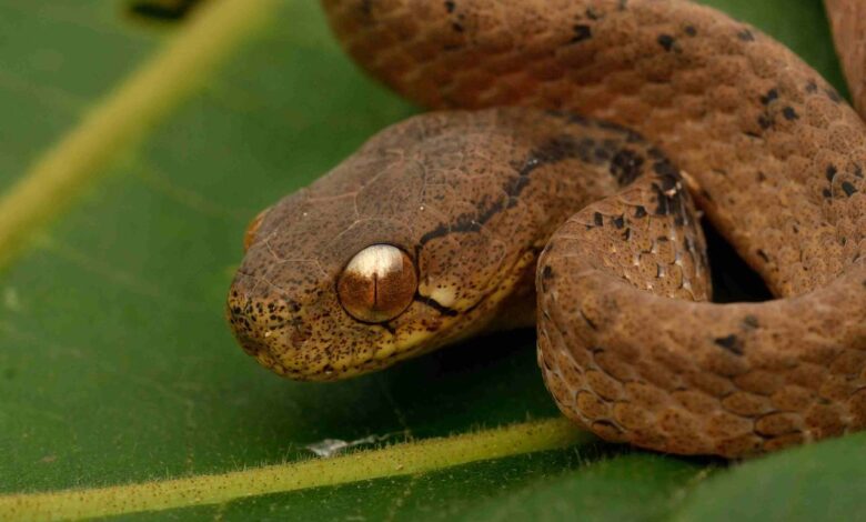 7 Ular Pemakan Siput dengan Rahang Aneh, Sebagian Hampir Tak Bisa Makan Lain