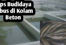 5 Trik Sederhana Agar Ikan Gabus di Galon Tidak Mudah Mati dan Cepat Besar