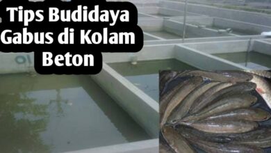 5 Trik Sederhana Agar Ikan Gabus di Galon Tidak Mudah Mati dan Cepat Besar