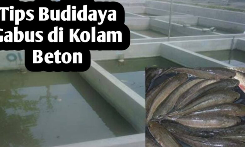 5 Trik Sederhana Agar Ikan Gabus di Galon Tidak Mudah Mati dan Cepat Besar