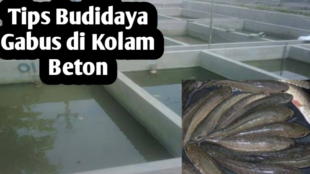 5 Trik Sederhana Agar Ikan Gabus di Galon Tidak Mudah Mati dan Cepat Besar