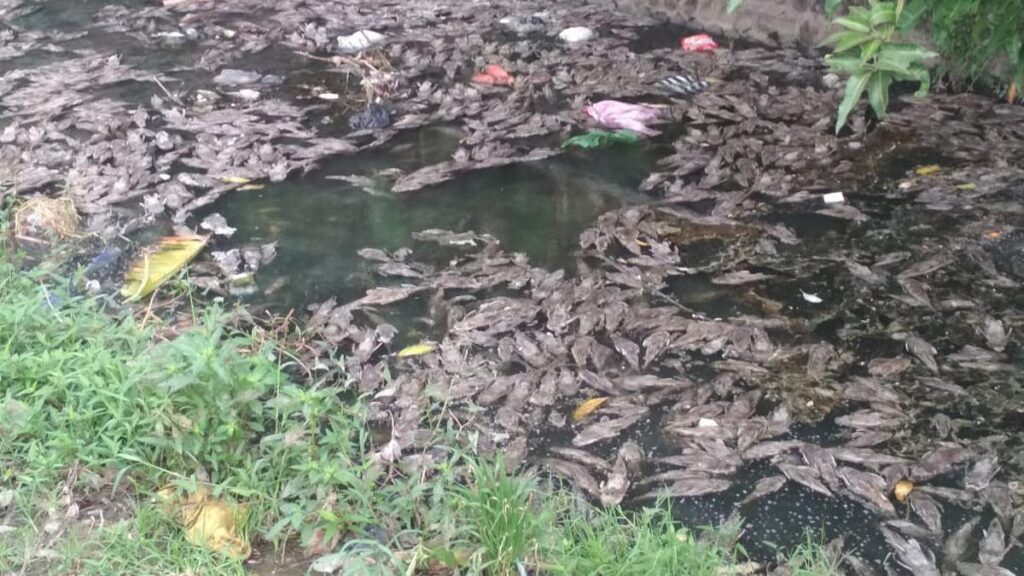 Ikan Sapu-Sapu Bukan Sekadar Hama, Ancaman Tersembunyi di Sungai dan Pangan