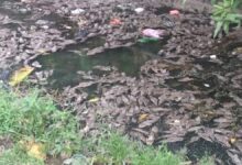 Ikan Sapu-Sapu Bukan Sekadar Hama, Ancaman Tersembunyi di Sungai dan Pangan