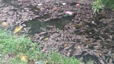Ikan Sapu-Sapu Bukan Sekadar Hama, Ancaman Tersembunyi di Sungai dan Pangan