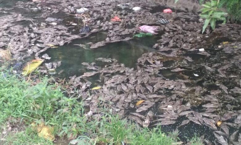 Ikan Sapu-Sapu Bukan Sekadar Hama, Ancaman Tersembunyi di Sungai dan Pangan