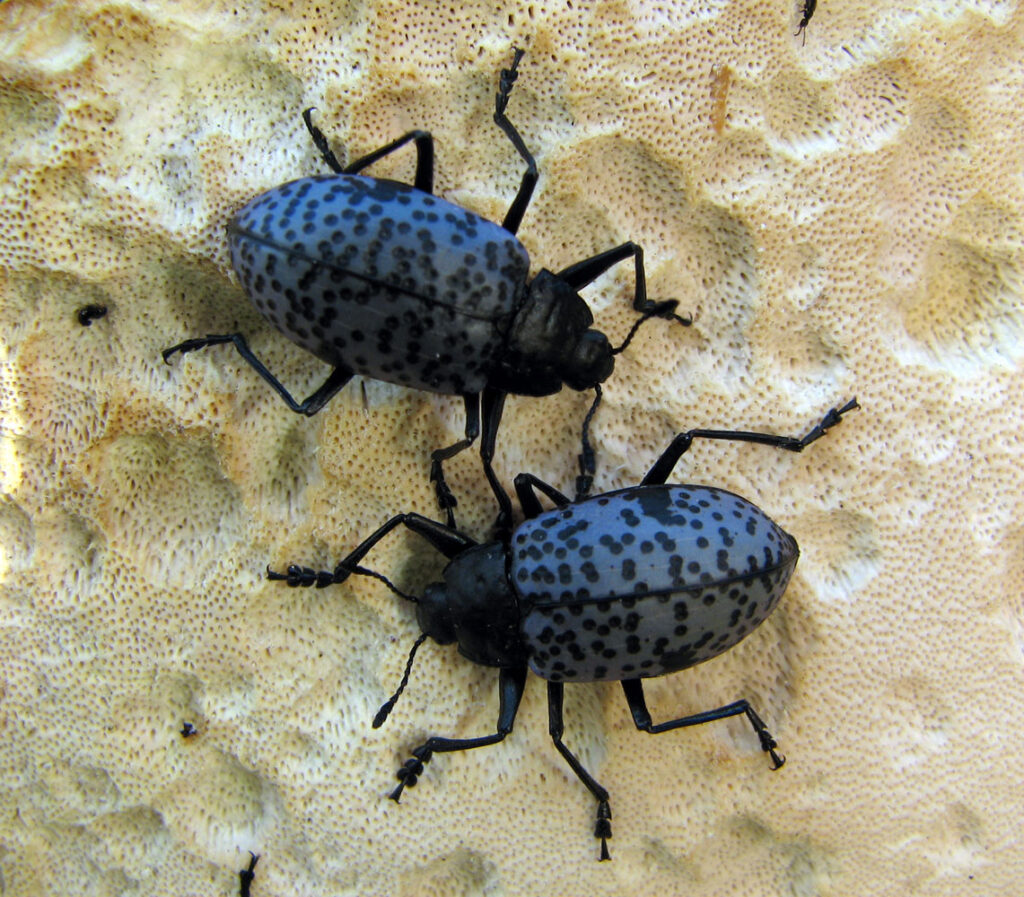 Blue Fungus Beetle, Si Kumbang Biru yang Jadi Andalan Daur Ulang Hutan