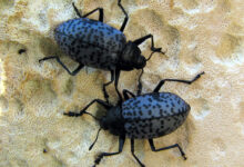 Blue Fungus Beetle, Si Kumbang Biru yang Jadi Andalan Daur Ulang Hutan