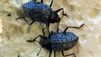 Blue Fungus Beetle, Si Kumbang Biru yang Jadi Andalan Daur Ulang Hutan