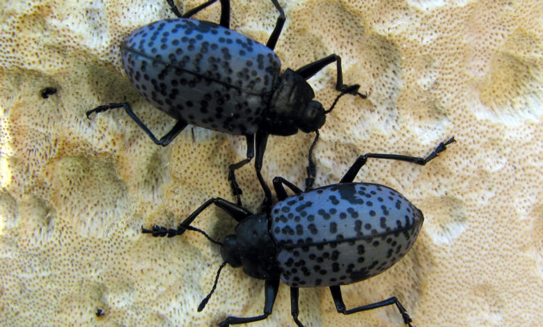 Blue Fungus Beetle, Si Kumbang Biru yang Jadi Andalan Daur Ulang Hutan