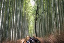 Hutan Bambu Ubah Foto Biasa Jadi Dramatis, 6 Prompt Gemini AI Ini Tetap Terlihat Asli