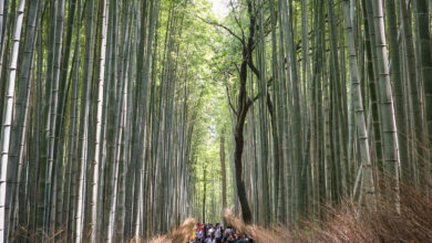 Hutan Bambu Ubah Foto Biasa Jadi Dramatis, 6 Prompt Gemini AI Ini Tetap Terlihat Asli