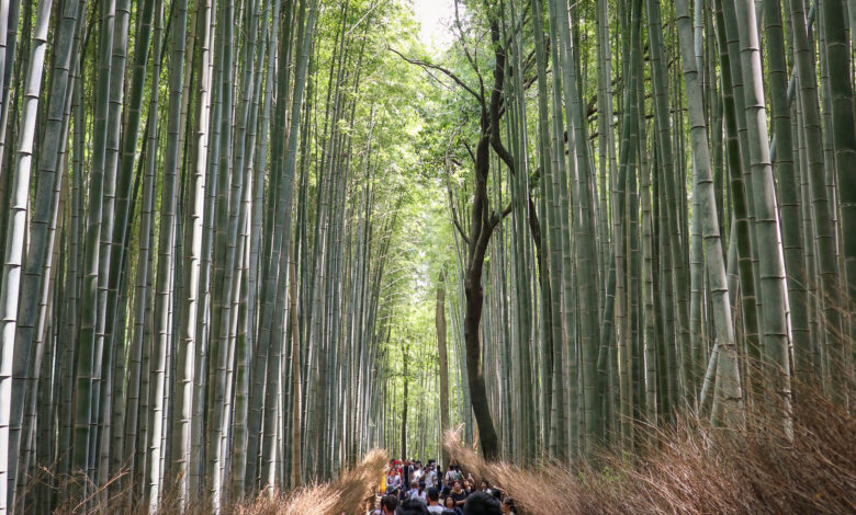 Hutan Bambu Ubah Foto Biasa Jadi Dramatis, 6 Prompt Gemini AI Ini Tetap Terlihat Asli