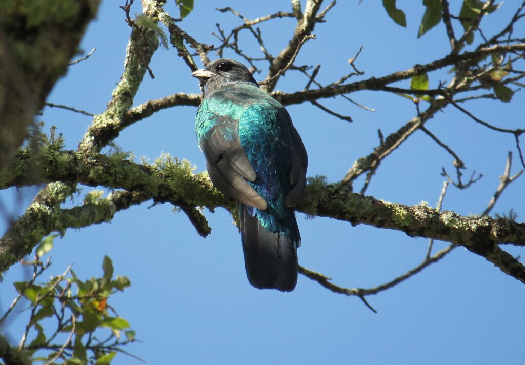 Eared Quetzal, Burung Langka yang Justru Bisa Menjangkau Wilayah Jauh