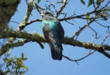 Eared Quetzal, Burung Langka yang Justru Bisa Menjangkau Wilayah Jauh