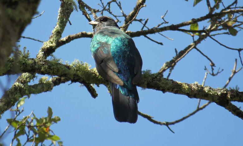 Eared Quetzal, Burung Langka yang Justru Bisa Menjangkau Wilayah Jauh
