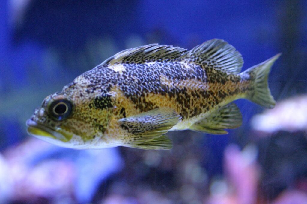 5 Ikan Tangguh Saat Cuaca Tak Menentu, Tetap Mudah Dipelihara Pemula