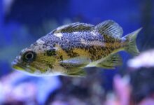5 Ikan Tangguh Saat Cuaca Tak Menentu, Tetap Mudah Dipelihara Pemula
