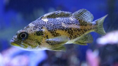 5 Ikan Tangguh Saat Cuaca Tak Menentu, Tetap Mudah Dipelihara Pemula