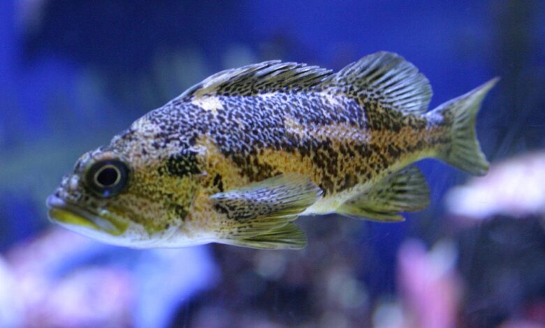 5 Ikan Tangguh Saat Cuaca Tak Menentu, Tetap Mudah Dipelihara Pemula
