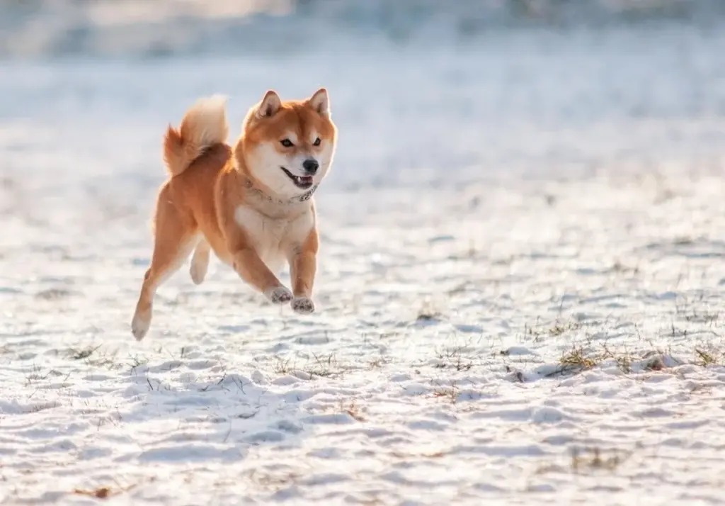 Rp10 Juta di Dogecoin Ternyata Bisa Tumbuh Jadi Lebih dari $2,6 Juta