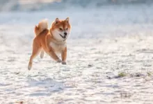 Rp10 Juta di Dogecoin Ternyata Bisa Tumbuh Jadi Lebih dari $2,6 Juta