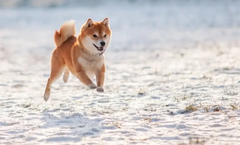 Rp10 Juta di Dogecoin Ternyata Bisa Tumbuh Jadi Lebih dari $2,6 Juta
