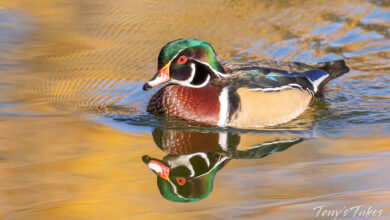 Good Duck Hadirkan Ruang Refleksi Tanpa Nasihat, Dibangun Lewat LEGO® SERIOUS PLAY®