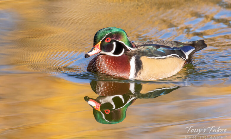 Good Duck Hadirkan Ruang Refleksi Tanpa Nasihat, Dibangun Lewat LEGO® SERIOUS PLAY®