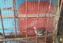 5 Keistimewaan Burung Tekukur yang Jarang Disadari, Suaranya Menenangkan
