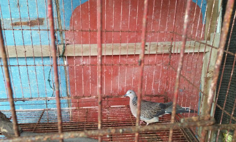 5 Keistimewaan Burung Tekukur yang Jarang Disadari, Suaranya Menenangkan