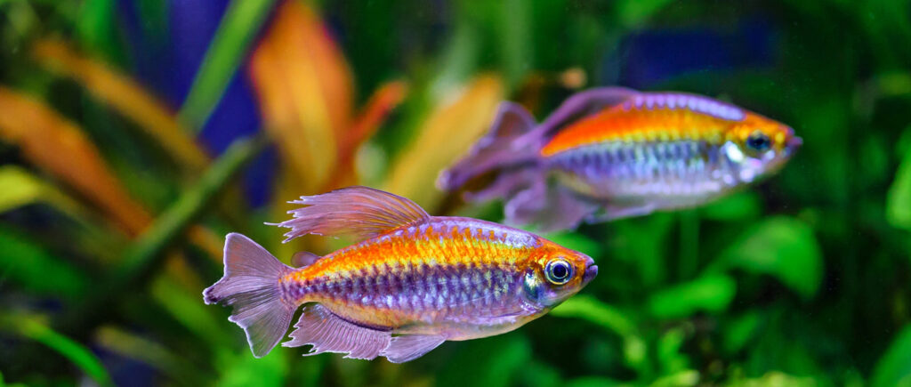 7 Ikan Air Tawar yang Tetap Menarik Meski Anda Sibuk Seharian, Minim Rewel