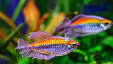 7 Ikan Air Tawar yang Tetap Menarik Meski Anda Sibuk Seharian, Minim Rewel