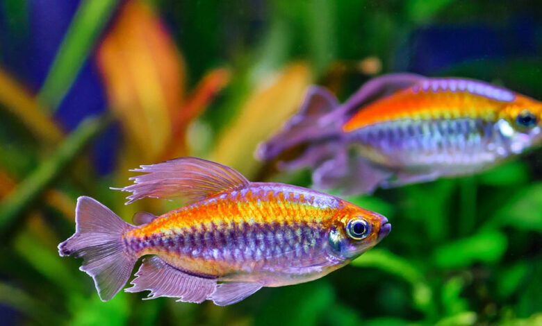 7 Ikan Air Tawar yang Tetap Menarik Meski Anda Sibuk Seharian, Minim Rewel